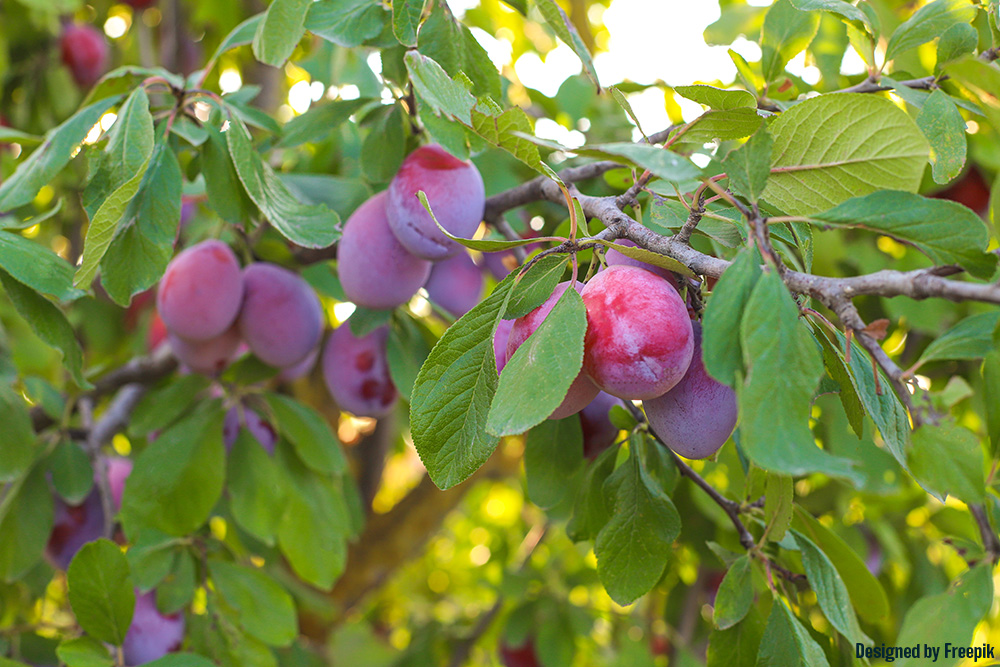 featured image for Cuttings